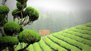 munnar family tour packages